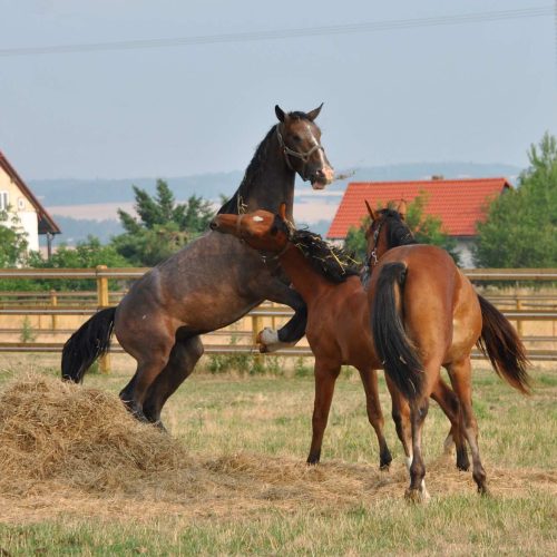 Hříbata 026