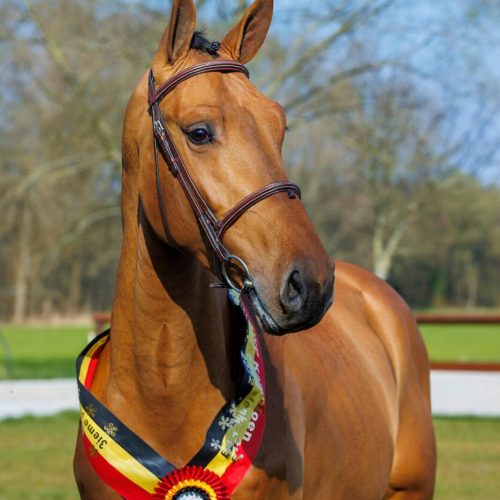 paard-talifax-hengstenkeuring-2022